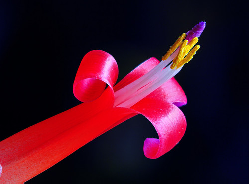 Billbergia pyramidalis