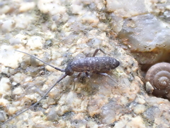 Pogonognathellus longicornis