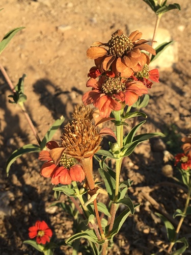 Zinnia peruviana image