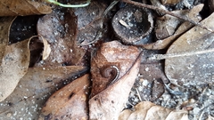 Cleidogona