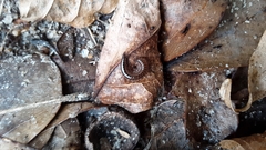Cleidogona