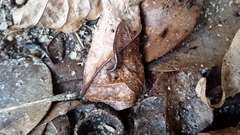 Cleidogona