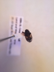 Cryptorhynchus fuscatus