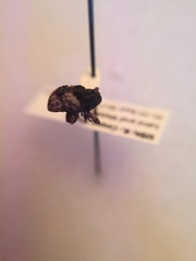 Cryptorhynchus fuscatus