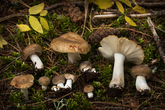 Russula foetentula