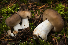 Russula foetentula