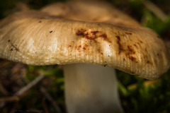 Russula foetentula