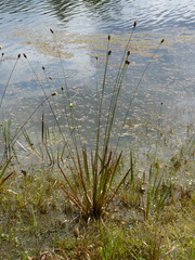 Xyris fimbriata