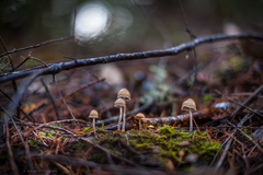 Psilocybe pelliculosa