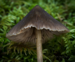 Entoloma holoconiotum