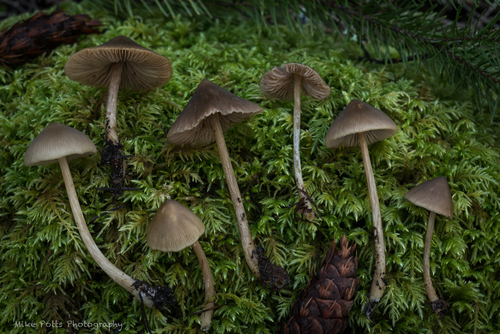 Entoloma holoconiotum