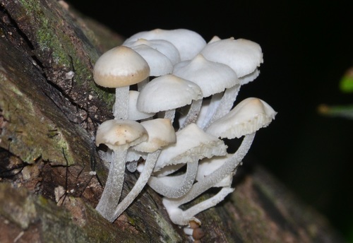 Favolaschia manipularis image