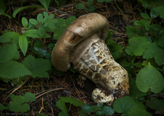 Catathelasma imperiale
