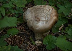 Catathelasma imperiale