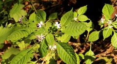 Impatiens hochstetteri