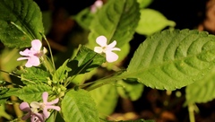 Impatiens hochstetteri