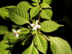 Impatiens hochstetteri