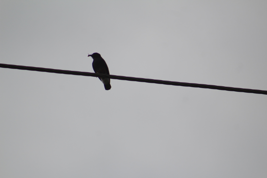 Swallow-winged Puffbird