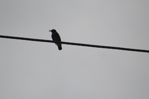 Swallow-winged Puffbird