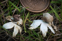 Geastrum minimum