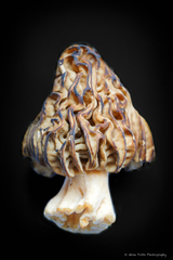 Morchella populiphila