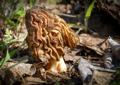 Morchella populiphila