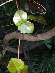 Rhoicissus sessilifolia