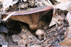 Gomphidius oregonensis image