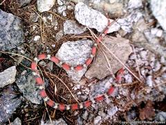 Cemophora coccinea copei