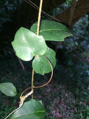 Rhoicissus sessilifolia