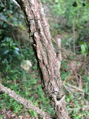 Rhoicissus sessilifolia