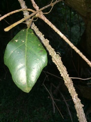 Rhoicissus sessilifolia