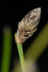 Eleocharis albida