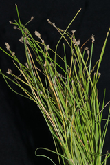 Eleocharis albida