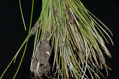 Eleocharis albida