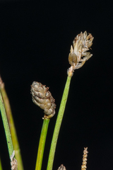 Eleocharis albida