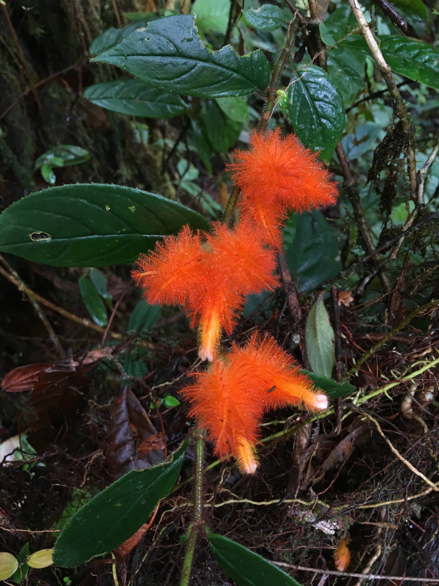 Columnea fimbricalyx