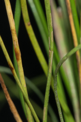 Eleocharis albida