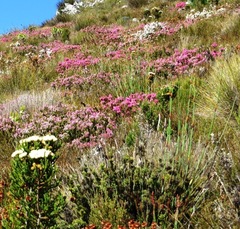 Brunia latebracteata