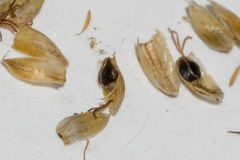 Eleocharis albida