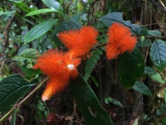 Columnea fimbricalyx