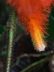 Columnea fimbricalyx