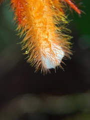 Columnea fimbricalyx