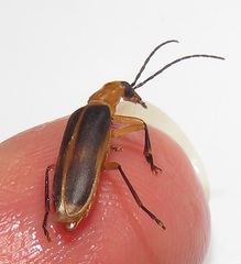 Ditylomorphus inconstans