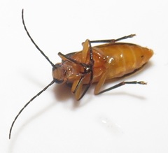 Ditylomorphus inconstans