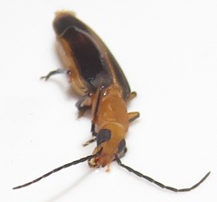 Ditylomorphus inconstans