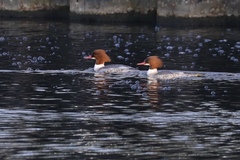 Mergus merganser merganser