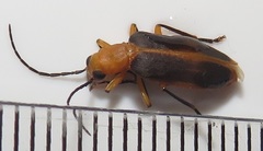 Ditylomorphus inconstans