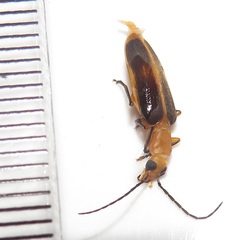 Ditylomorphus inconstans