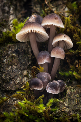 Mycena alcalina